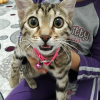 Tekir Kedi, Kedi  Duman fotoğrafı