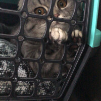 Scottish Fold, Kedi  Şila fotoğrafı