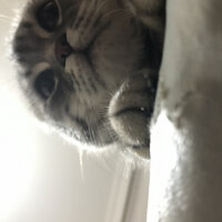 Scottish Fold, Kedi  Şila fotoğrafı