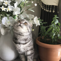 Scottish Fold, Kedi  Şila fotoğrafı