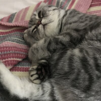 Scottish Fold, Kedi  Şila fotoğrafı