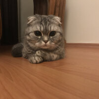 Scottish Fold, Kedi  Şila fotoğrafı