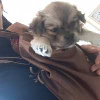 Pekingese, Köpek  Yumak fotoğrafı