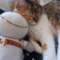 Tekir Kedi, Kedi  Hürrem fotoğrafı