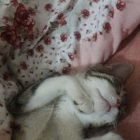 Tekir Kedi, Kedi  Tekiro fotoğrafı