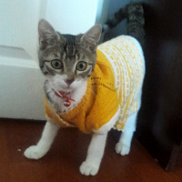 Tekir Kedi, Kedi  Tekiro fotoğrafı