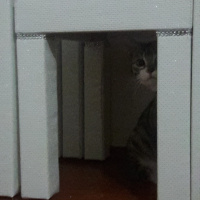 Tekir Kedi, Kedi  Tekiro fotoğrafı