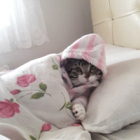 Tekir Kedi, Kedi  Tekiro fotoğrafı