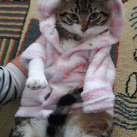 Tekir Kedi, Kedi  Tekiro fotoğrafı
