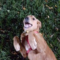 Golden Retriever, Köpek  Jessie fotoğrafı