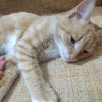 Sarman, Kedi  Sokak fotoğrafı