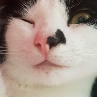 Tuxedo (Smokin) Kedi, Kedi  Ferit fotoğrafı