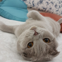 Scottish Fold, Kedi  Arya fotoğrafı
