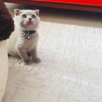 Scottish Fold, Kedi  Arya fotoğrafı