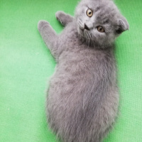 Scottish Fold, Kedi  Henüz yok fotoğrafı