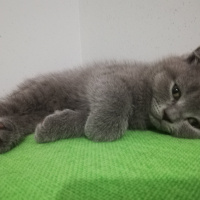 Scottish Fold, Kedi  Henüz yok fotoğrafı