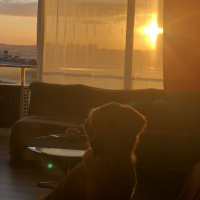 Golden Retriever, Köpek  DENNY fotoğrafı