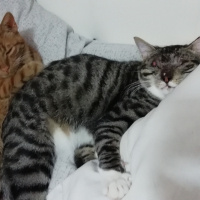 Tekir Kedi, Kedi  Stark fotoğrafı