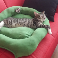 Tekir Kedi, Kedi  Stark fotoğrafı