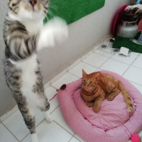 Tekir Kedi, Kedi  Stark fotoğrafı