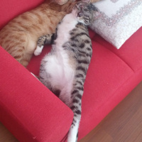 Tekir Kedi, Kedi  Stark fotoğrafı