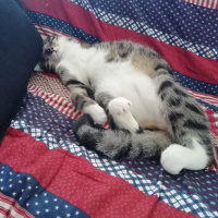 Tekir Kedi, Kedi  Stark fotoğrafı