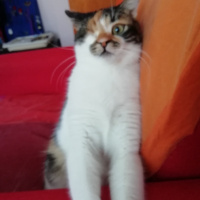 Tekir Kedi, Kedi  Şuküfe fotoğrafı
