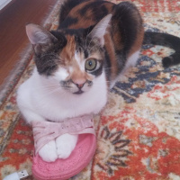 Tekir Kedi, Kedi  Şuküfe fotoğrafı
