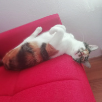 Tekir Kedi, Kedi  Şuküfe fotoğrafı