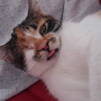 Tekir Kedi, Kedi  Şuküfe fotoğrafı