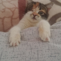 Tekir Kedi, Kedi  Şuküfe fotoğrafı