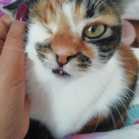 Tekir Kedi, Kedi  Şuküfe fotoğrafı