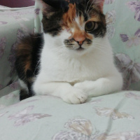 Tekir Kedi, Kedi  Şuküfe fotoğrafı