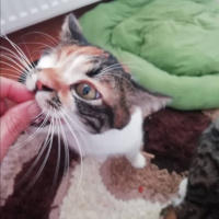 Tekir Kedi, Kedi  Şuküfe fotoğrafı