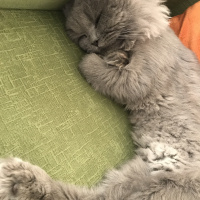 Chinchilla, Kedi  Oscar fotoğrafı