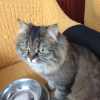 Tekir Kedi, Kedi  Hera fotoğrafı