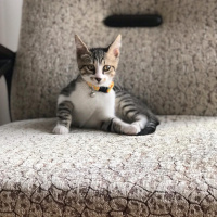 Tekir Kedi, Kedi  Köpük Yuva Arıyor fotoğrafı