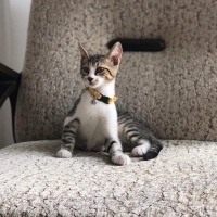 Tekir Kedi, Kedi  Köpük Yuva Arıyor fotoğrafı
