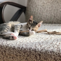 Tekir Kedi, Kedi  Köpük Yuva Arıyor fotoğrafı