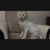British Shorthair, Kedi  Milka fotoğrafı