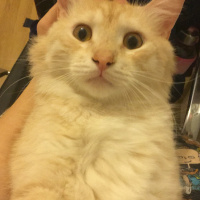 British Shorthair, Kedi  Milka fotoğrafı