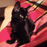 Bombay, Kedi  Kapya fotoğrafı