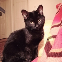 Bombay, Kedi  Kapya fotoğrafı