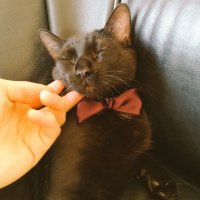 Bombay, Kedi  Kapya fotoğrafı