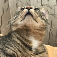 Tekir Kedi, Kedi  Müezzam fotoğrafı
