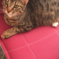 Tekir Kedi, Kedi  Müezzam fotoğrafı