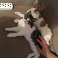 Laperm, Kedi  Sarı fotoğrafı