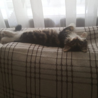 Tekir Kedi, Kedi  aşkım fotoğrafı