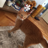 Sarman, Kedi  Güneş fotoğrafı