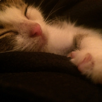 Tekir Kedi, Kedi  Can fotoğrafı